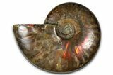 Polished Red Flash Ammonite (Cleoniceras) Fossil - Madagascar #367708-1